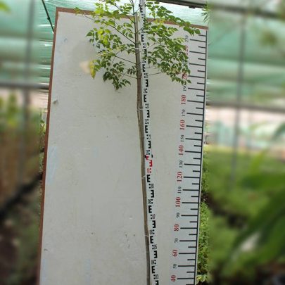 Millingtonia hortensis