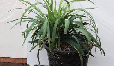 LIRIOPE MUSCARI MONROE WHITE