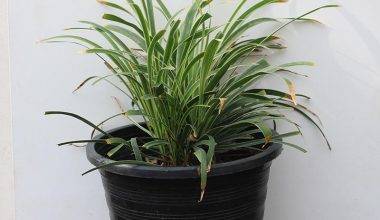 LIRIOPE MUSCARIS VARIEGATUM