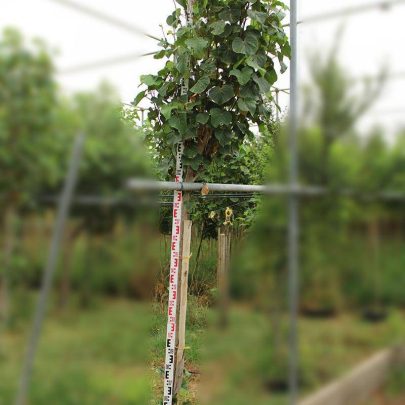 Hibiscus tiliaceus 3-3.5m HT