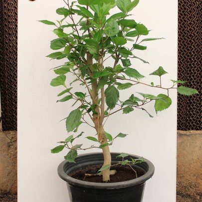 Hibiscus scarlet