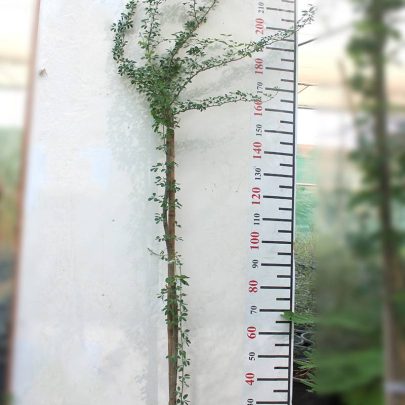 Pithecellobium  inga- dulce