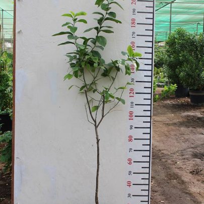 Citrus Lemon " Turkey " 1.5-2m