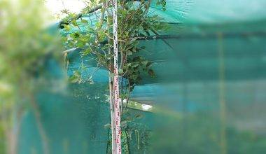 Pongamia glabra 3-3.5H, 4-5cm dia