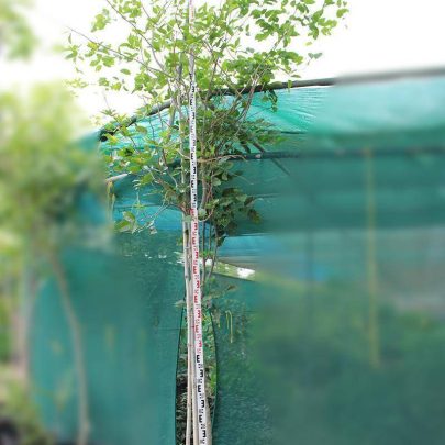 Pongamia glabra 3-3.5H, 4-5cm dia