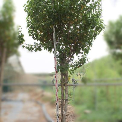 Thespesia populnea 3.5-4m H, 4-5cm dia