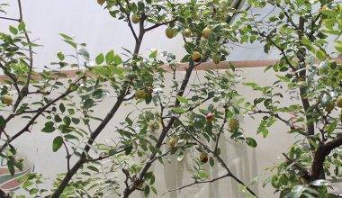 Ziziphus jujuba " Spain " 2.5-3m ht