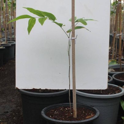 Cassia fistula 40-50cm ht