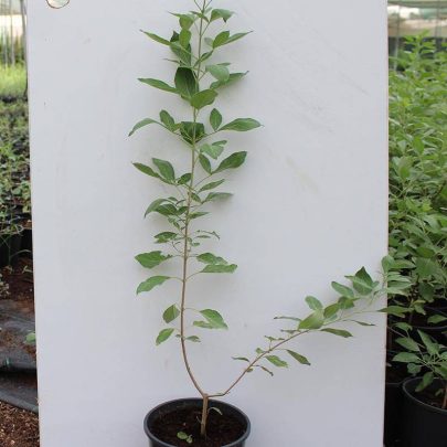 Vitex trifolia purpurea 50-60cm