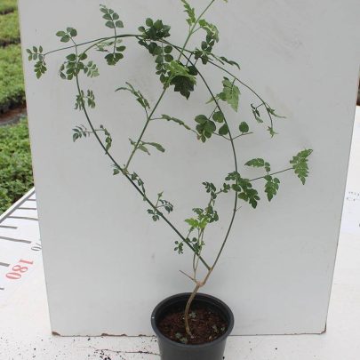 Jasminum Officinale (Rajhati)