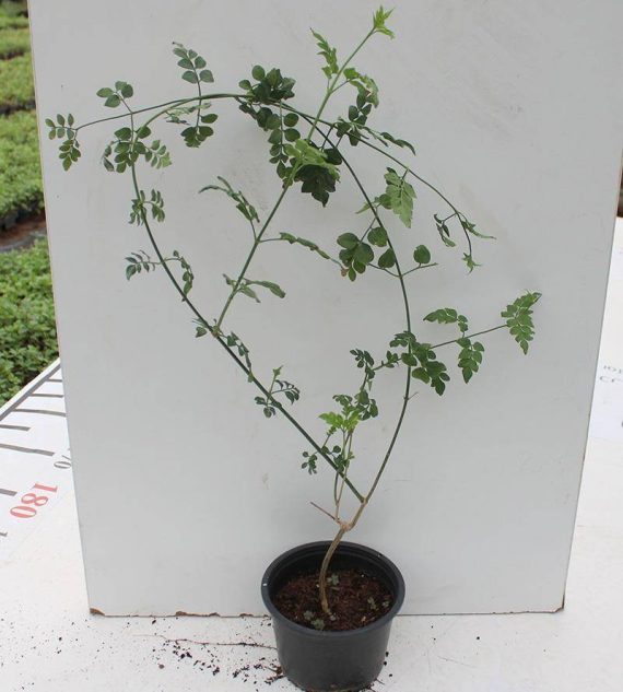Jasminum Officinale (Rajhati)
