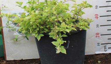 Bougainvillea glabra 'White'