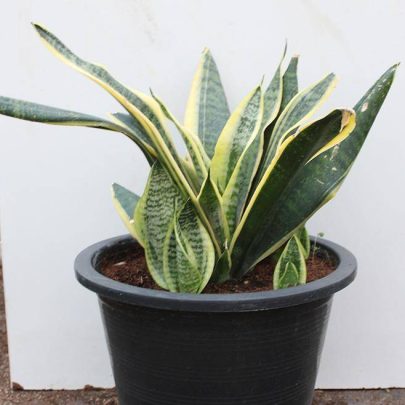 Sansevieria trifasciata