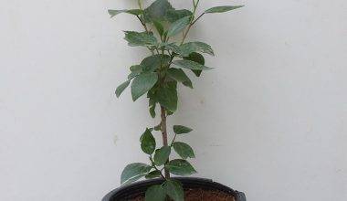 Hibiscus Rosesty (Orange)