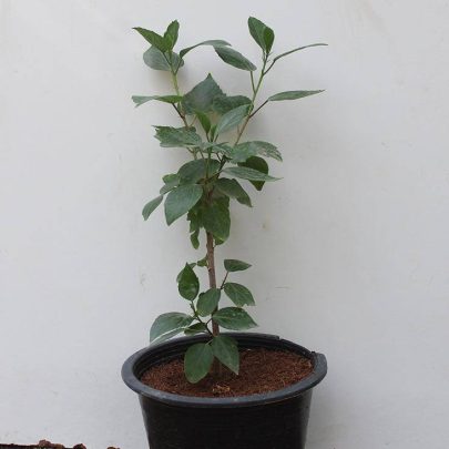 Hibiscus Rosesty (Orange)