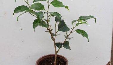 Ficus benjamina ' Dwrf'