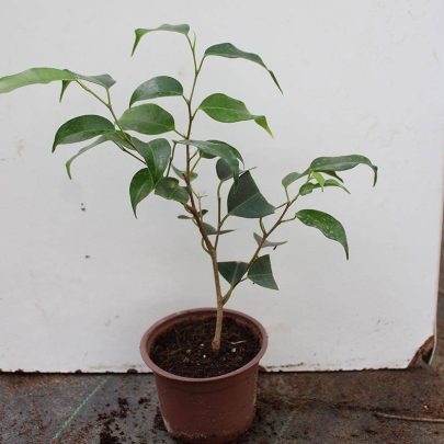 Ficus benjamina ' Dwrf'