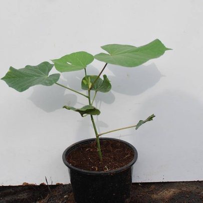 Thespesia populnea