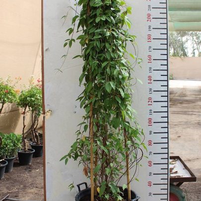 Tristellateia australasiae