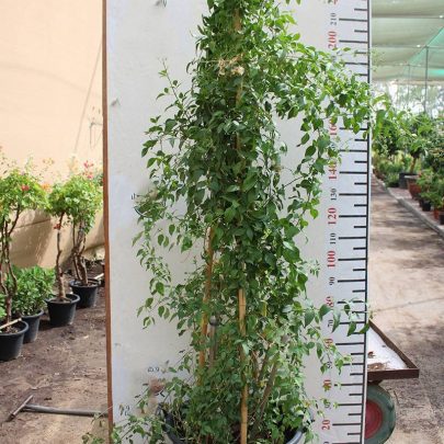 Jasminum grandiflorum