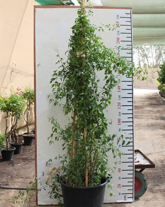 Jasminum grandiflorum - Image 2