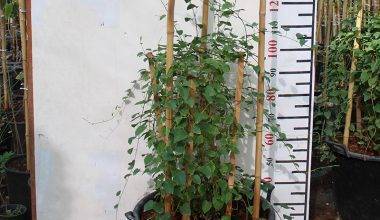 Jacquemontia marathi