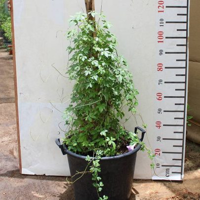 Clitoria Ternatea