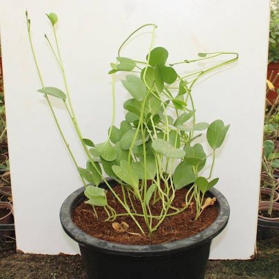 Ipomoea Pes caprae
