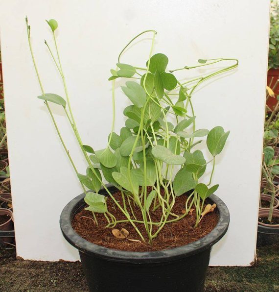 Ipomoea Pes caprae