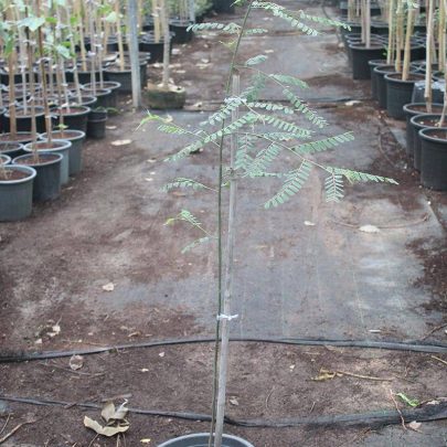 Cassia Javanica