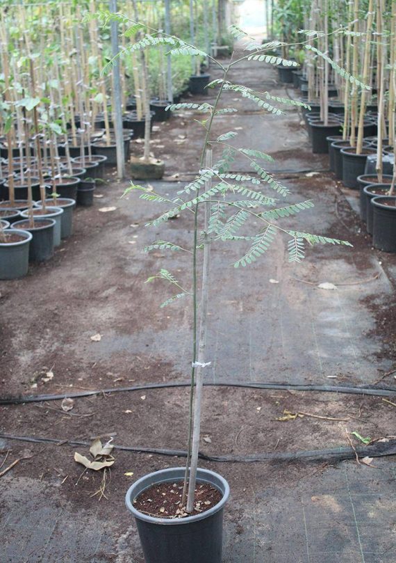 Cassia Javanica