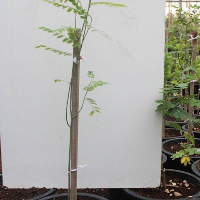 Cassia Nodosa 1-1.5m HT