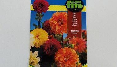 Dahlia Decorative Mixed