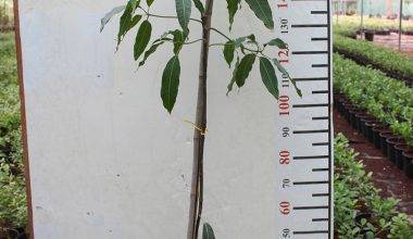 Mangifera indica (Alphonse) (1.5-1.8m Height in 18Ltr Pot)