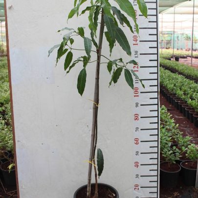 Mangifera indica (Alphonse) (1.5-1.8m Height in 18Ltr Pot)