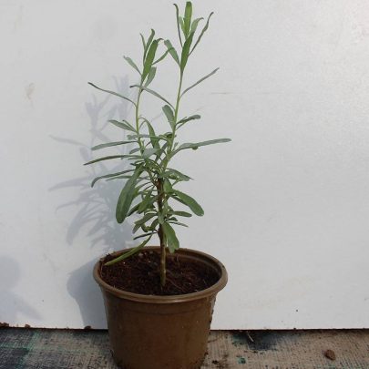 Atriplex canescens 20 - 25cm Ht, 1PP in 10cm Pot