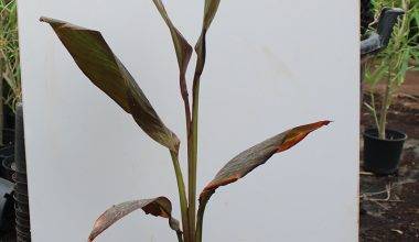 Canna indica "Red Leaf" (35-40cm Ht)