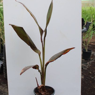 Canna indica "Red Leaf" (35-40cm Ht)