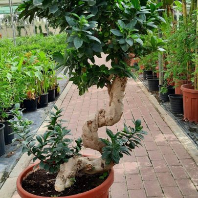 Ficus Bonsai " S Shape " ( 1.0 - 1.2m Height )