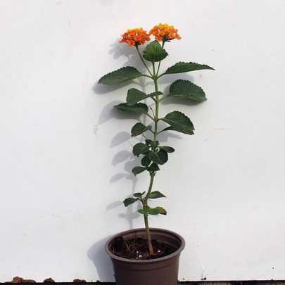 Lantana 'Orange' (20-25cm Ht, 1PP in 10cm Pot)