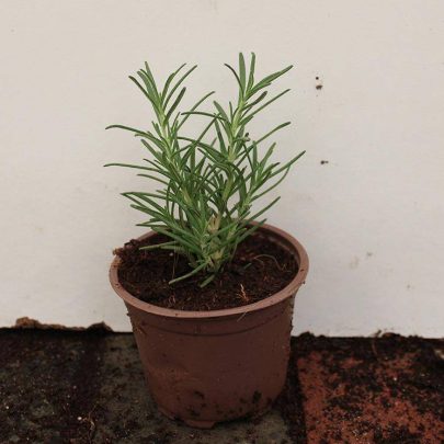 Rosemarinus officinalis 20 - 25cm Ht, 1PP in 10cm Pot