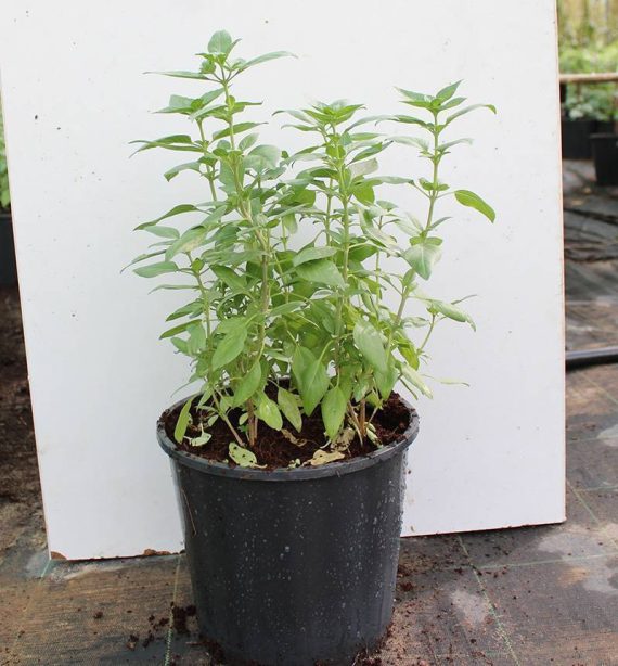 Ocimum bacilicum "Rehan" 20 - 25cm Ht