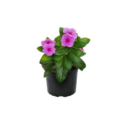 Vinca Rosa Mix color