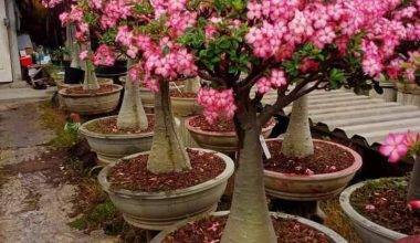 Adenium 1.2 - 1.5m