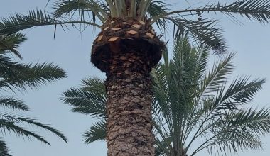 Date Palm Cleaning Service