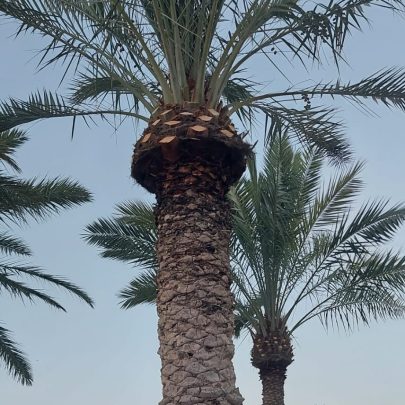 Date Palm Cleaning Service