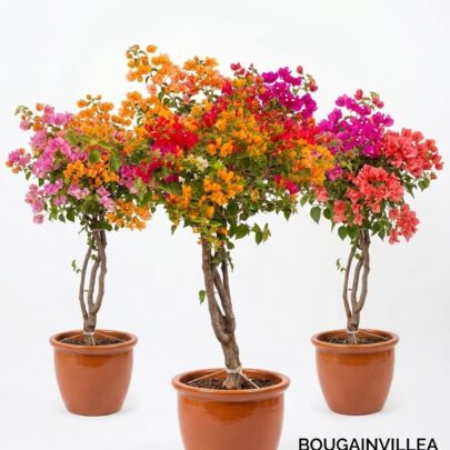 bougainvillea multy color (grafted)
