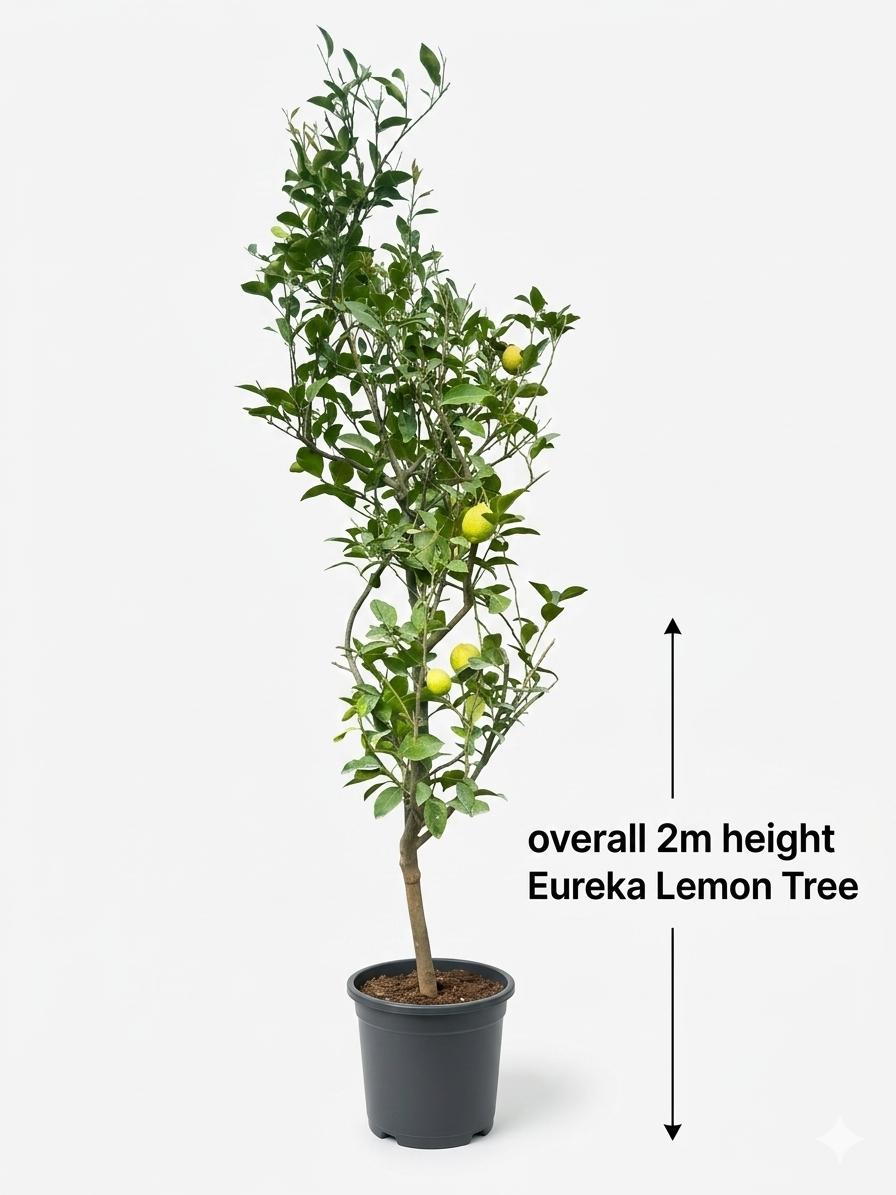 Eureka Lemon is one of the most popular lemon varieties in the world. It is known for producing juicy, tangy lemons almost all year round