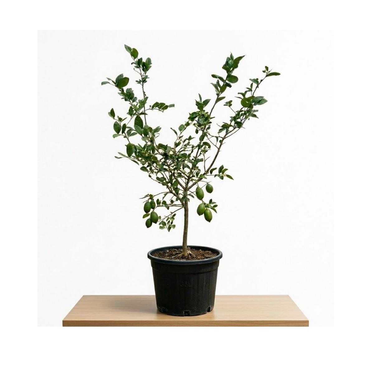 Green lime Elongated variety