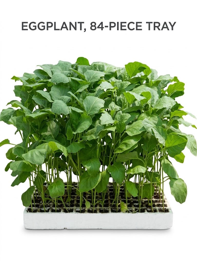 Fresh plants today, a better harvest tomorrow!
شتلات باذنجان طازجة وصحية وقوية، تم اختيارها بعناية وتعبئتها في صينية تحتوي على 84 شتلة.